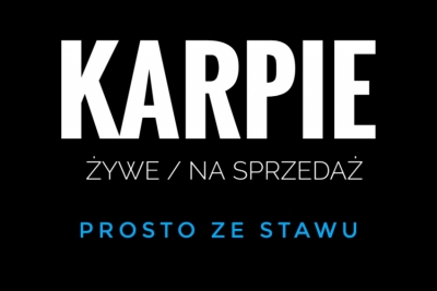 Karpie na sprzedaż!